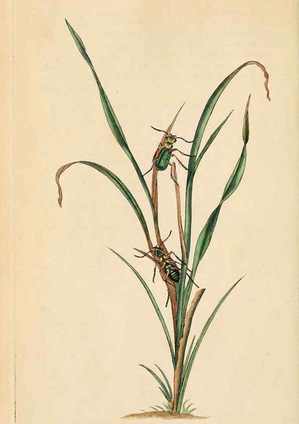 Reproducción/Reproduction 6069987049: The natural history of British insects. v.1. London :Printed for the author, and for F. and C. Rivington,1792-1813