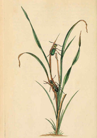 Reproducción/Reproduction 6069987049: The natural history of British insects. v.1. London :Printed for the author, and for F. and C. Rivington,1792-1813