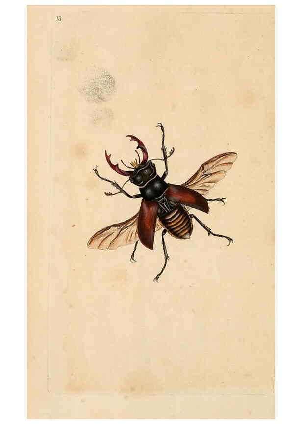 Reproducción/Reproduction 6070534078: The natural history of British insects. v.1. London :Printed for the author, and for F. and C. Rivington,1792-1813