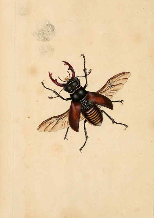 Reproducción/Reproduction 6070534078: The natural history of British insects. v.1. London :Printed for the author, and for F. and C. Rivington,1792-1813
