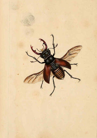 Reproducción/Reproduction 6070534078: The natural history of British insects. v.1. London :Printed for the author, and for F. and C. Rivington,1792-1813