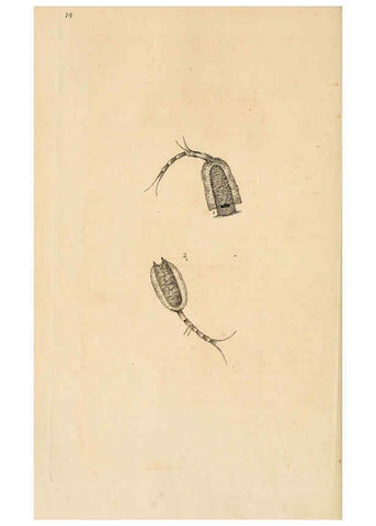 Reproducción/Reproduction 6069987905: The natural history of British insects. v.1. London :Printed for the author, and for F. and C. Rivington,1792-1813