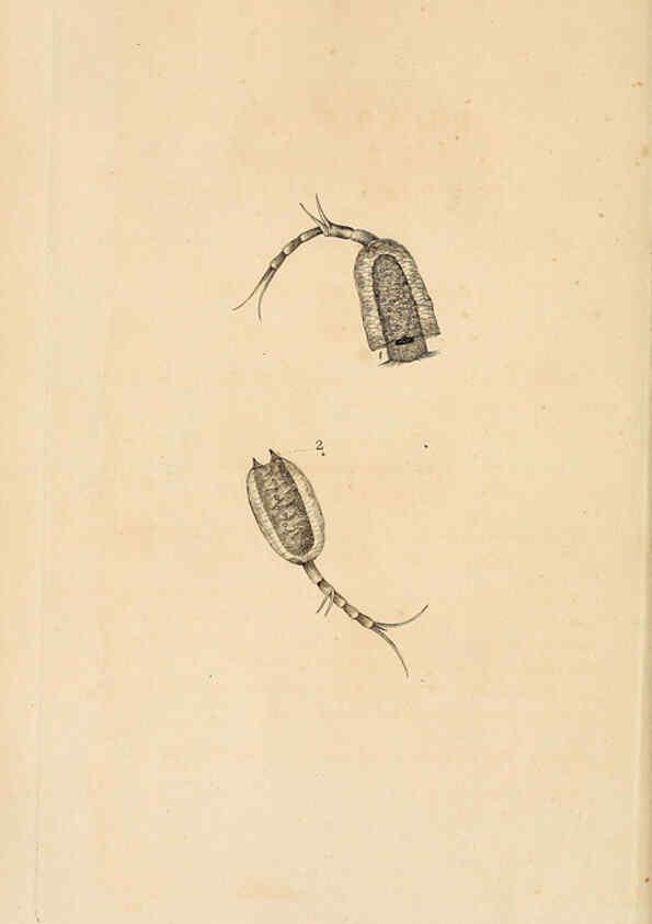 Reproducción/Reproduction 6069987905: The natural history of British insects. v.1. London :Printed for the author, and for F. and C. Rivington,1792-1813
