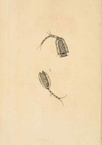 Reproducción/Reproduction 6069987905: The natural history of British insects. v.1. London :Printed for the author, and for F. and C. Rivington,1792-1813