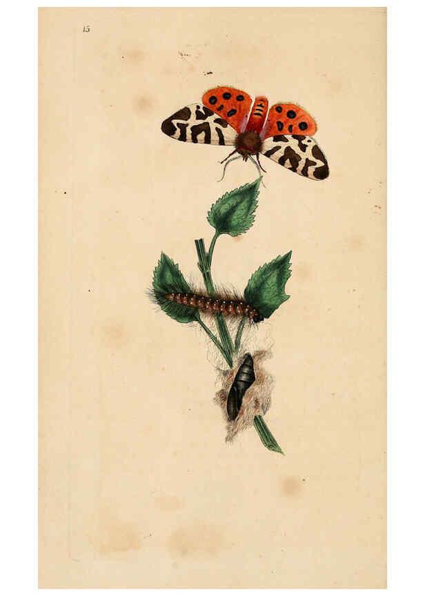 Reproducción/Reproduction 6069988309: The natural history of British insects. v.1. London :Printed for the author, and for F. and C. Rivington,1792-1813