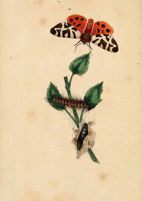 Reproducción/Reproduction 6069988309: The natural history of British insects. v.1. London :Printed for the author, and for F. and C. Rivington,1792-1813