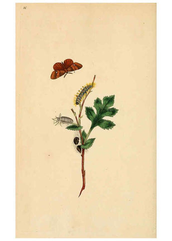 Reproducción/Reproduction 6070535184: The natural history of British insects. v.1. London :Printed for the author, and for F. and C. Rivington,1792-1813