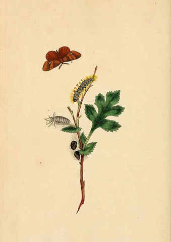 Reproducción/Reproduction 6070535184: The natural history of British insects. v.1. London :Printed for the author, and for F. and C. Rivington,1792-1813