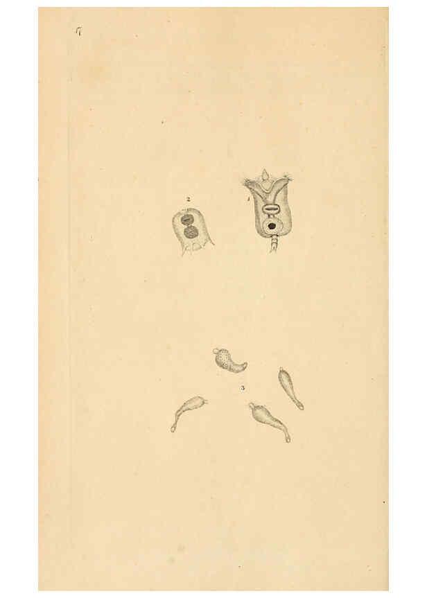 Reproducción/Reproduction 6070535602: The natural history of British insects. v.1. London :Printed for the author, and for F. and C. Rivington,1792-1813