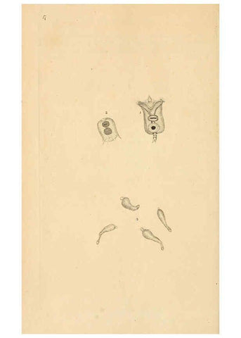 Reproducción/Reproduction 6070535602: The natural history of British insects. v.1. London :Printed for the author, and for F. and C. Rivington,1792-1813