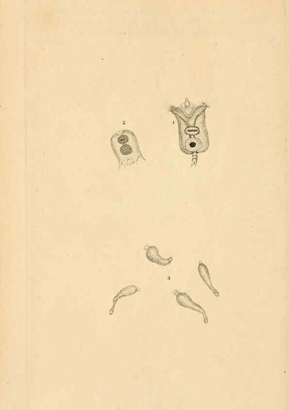 Reproducción/Reproduction 6070535602: The natural history of British insects. v.1. London :Printed for the author, and for F. and C. Rivington,1792-1813