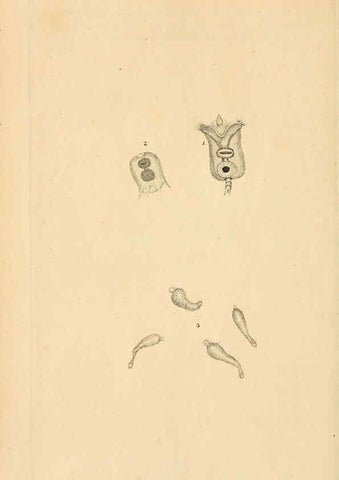 Reproducción/Reproduction 6070535602: The natural history of British insects. v.1. London :Printed for the author, and for F. and C. Rivington,1792-1813
