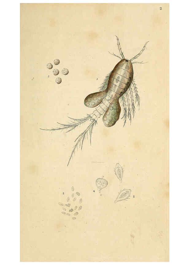 Reproducción/Reproduction 6070529012: The natural history of British insects. v.1. London :Printed for the author, and for F. and C. Rivington,1792-1813