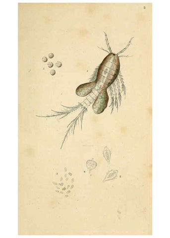 Reproducción/Reproduction 6070529012: The natural history of British insects. v.1. London :Printed for the author, and for F. and C. Rivington,1792-1813