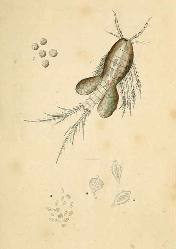 Reproducción/Reproduction 6070529012: The natural history of British insects. v.1. London :Printed for the author, and for F. and C. Rivington,1792-1813