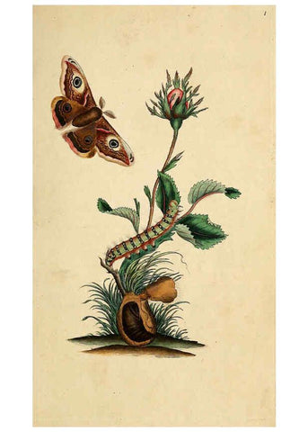 Reproducción/Reproduction 6069981641: The natural history of British insects. v.1. London :Printed for the author, and for F. and C. Rivington,1792-1813