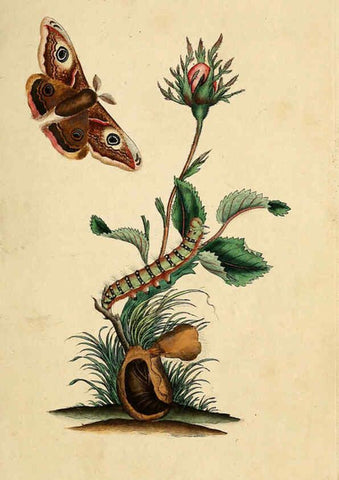 Reproducción/Reproduction 6069981641: The natural history of British insects. v.1. London :Printed for the author, and for F. and C. Rivington,1792-1813