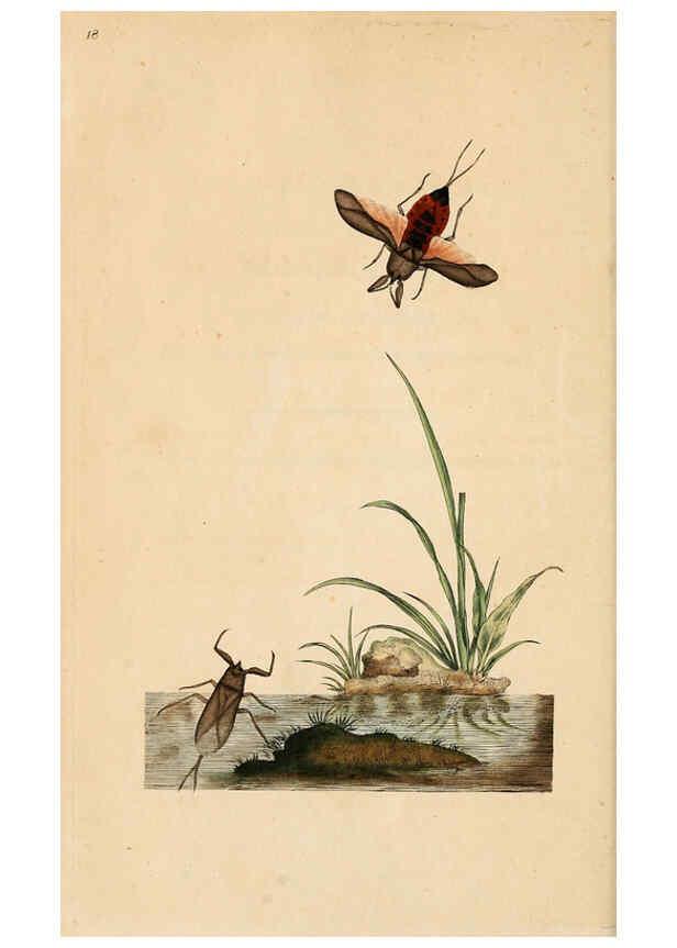 Reproducción/Reproduction 6070535930: The natural history of British insects. v.1. London :Printed for the author, and for F. and C. Rivington,1792-1813