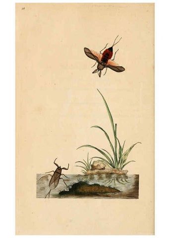 Reproducción/Reproduction 6070535930: The natural history of British insects. v.1. London :Printed for the author, and for F. and C. Rivington,1792-1813