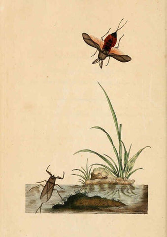 Reproducción/Reproduction 6070535930: The natural history of British insects. v.1. London :Printed for the author, and for F. and C. Rivington,1792-1813