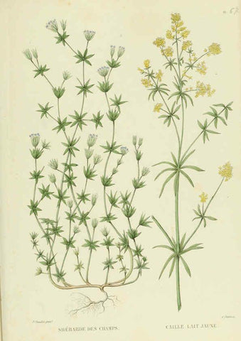 Reproducción/Reproduction 6069417095: Nouvelle iconographie fourragère. Atlas. Paris :P. Asselin,1871