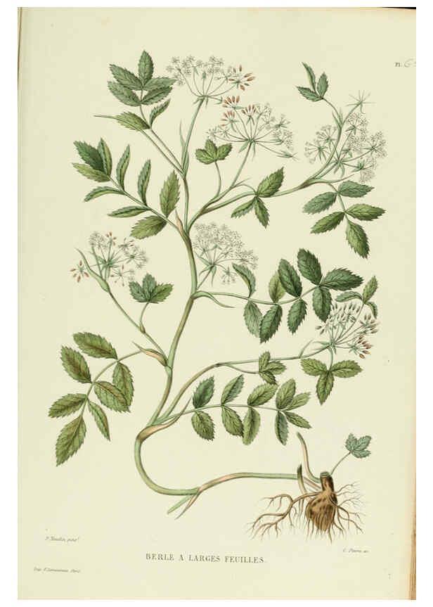 Reproducción/Reproduction 6069416279: Nouvelle iconographie fourragère. Atlas. Paris :P. Asselin,1871