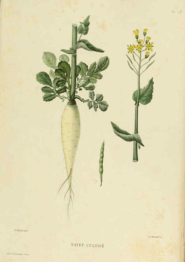 Reproducción/Reproduction 6069939318: Nouvelle iconographie fourragère. Atlas. Paris :P. Asselin,1871