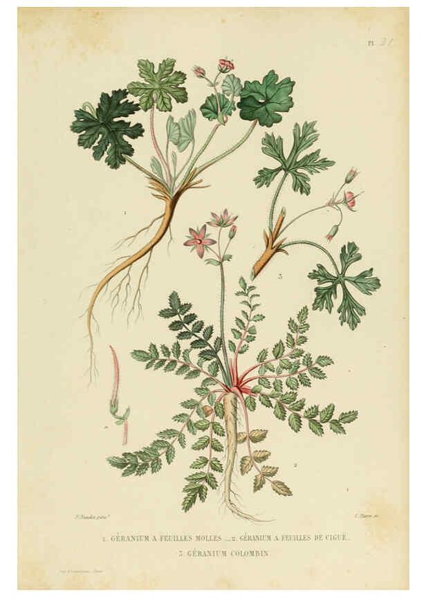 Reproducción/Reproduction 6069396383: Nouvelle iconographie fourragère. Atlas. Paris :P. Asselin,1871