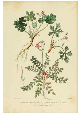 Reproducción/Reproduction 6069396383: Nouvelle iconographie fourragère. Atlas. Paris :P. Asselin,1871