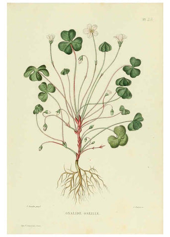 Reproducción/Reproduction 6069943298: Nouvelle iconographie fourragère. Atlas. Paris :P. Asselin,1871