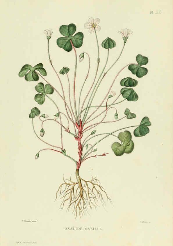Reproducción/Reproduction 6069943298: Nouvelle iconographie fourragère. Atlas. Paris :P. Asselin,1871
