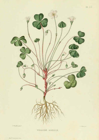 Reproducción/Reproduction 6069943298: Nouvelle iconographie fourragère. Atlas. Paris :P. Asselin,1871