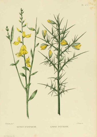 Reproducción/Reproduction 6069943670: Nouvelle iconographie fourragère. Atlas. Paris :P. Asselin,1871