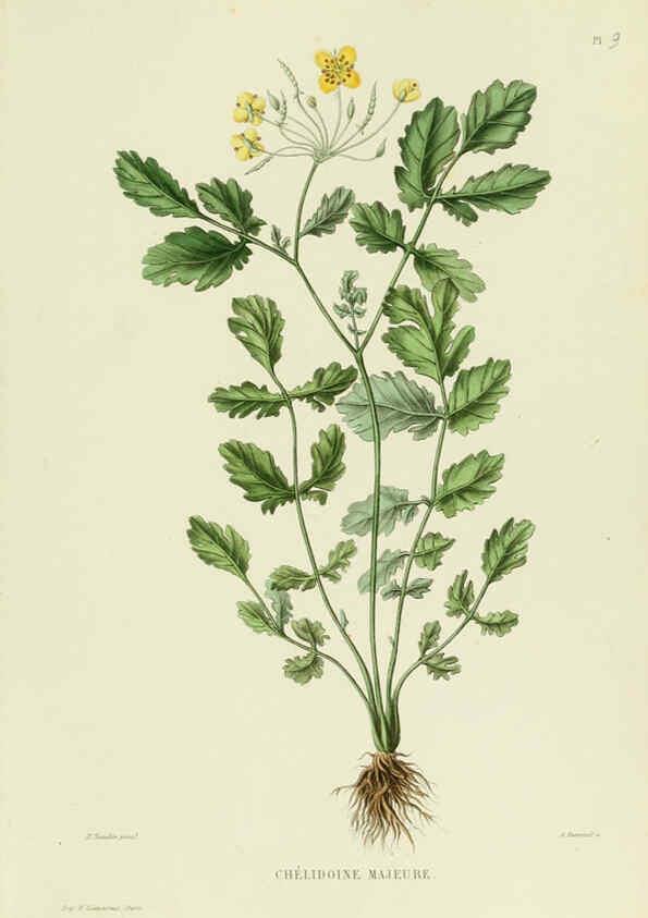 Reproducción/Reproduction 6069938260: Nouvelle iconographie fourragère. Atlas. Paris :P. Asselin,1871