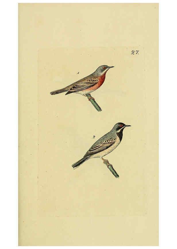 Reproducción/Reproduction 6069775998: Kupfertafeln zur Naturgeschichte der Vögel Frankfurt am Main :Johann David Sauerländer,1832-1833