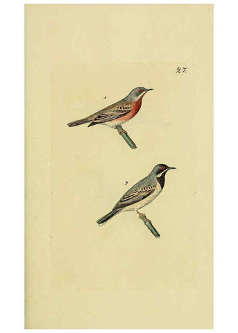 Reproducción/Reproduction 6069775998: Kupfertafeln zur Naturgeschichte der Vögel Frankfurt am Main :Johann David Sauerländer,1832-1833