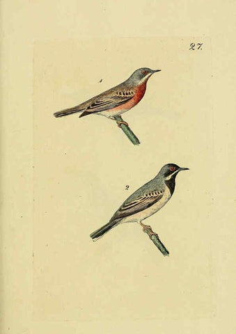Reproducción/Reproduction 6069775998: Kupfertafeln zur Naturgeschichte der Vögel Frankfurt am Main :Johann David Sauerländer,1832-1833