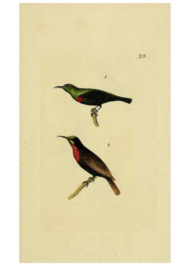 Reproducción/Reproduction 6069229743: Kupfertafeln zur Naturgeschichte der Vögel Frankfurt am Main :Johann David Sauerländer,1832-1833