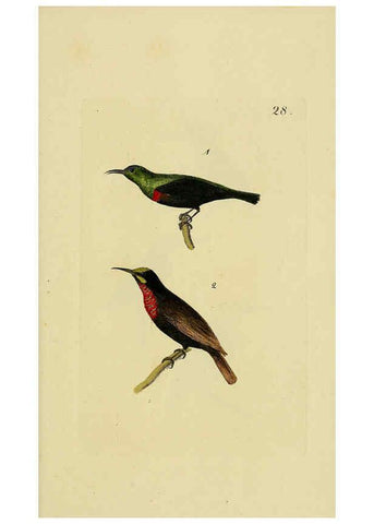 Reproducción/Reproduction 6069229743: Kupfertafeln zur Naturgeschichte der Vögel Frankfurt am Main :Johann David Sauerländer,1832-1833