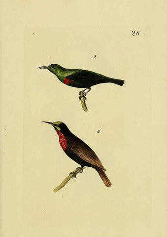 Reproducción/Reproduction 6069229743: Kupfertafeln zur Naturgeschichte der Vögel Frankfurt am Main :Johann David Sauerländer,1832-1833