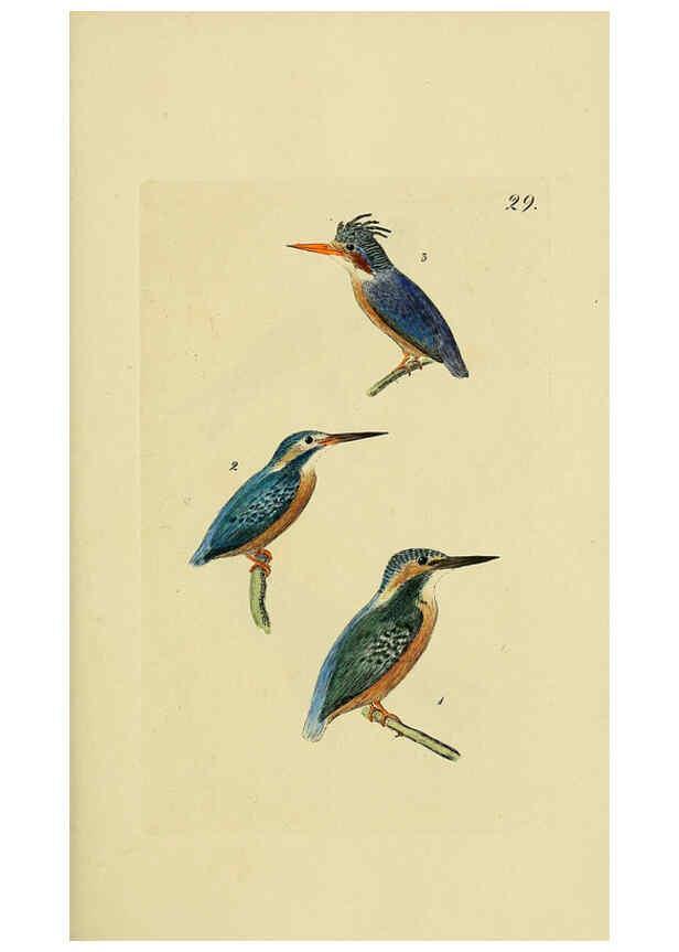 Reproducción/Reproduction 6069230187: Kupfertafeln zur Naturgeschichte der Vögel Frankfurt am Main :Johann David Sauerländer,1832-1833