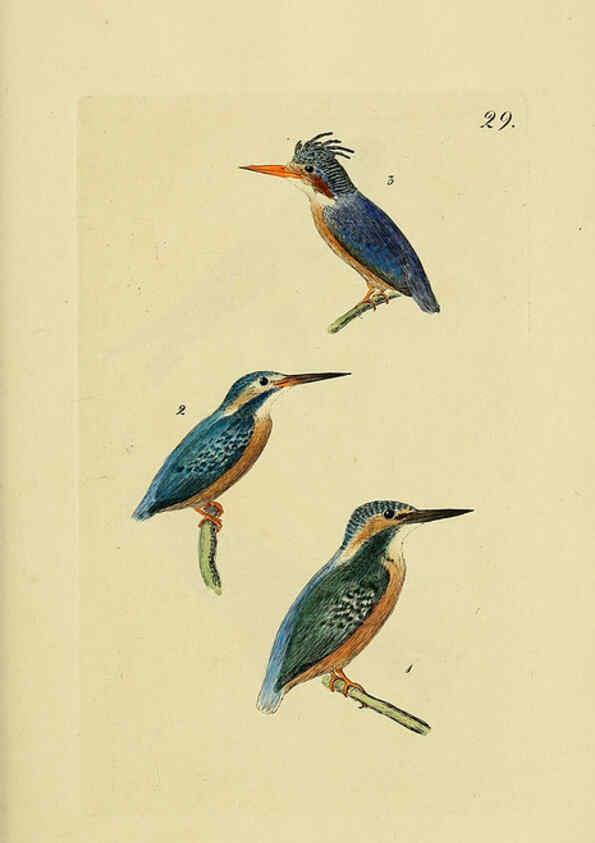 Reproducción/Reproduction 6069230187: Kupfertafeln zur Naturgeschichte der Vögel Frankfurt am Main :Johann David Sauerländer,1832-1833