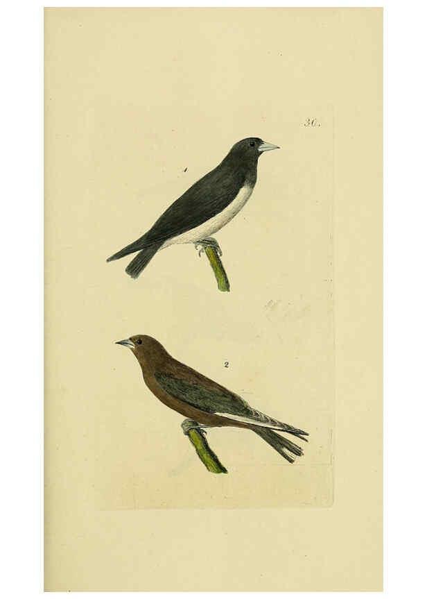 Reproducción/Reproduction 6069777078: Kupfertafeln zur Naturgeschichte der Vögel Frankfurt am Main :Johann David Sauerländer,1832-1833