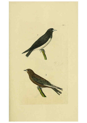 Reproducción/Reproduction 6069777078: Kupfertafeln zur Naturgeschichte der Vögel Frankfurt am Main :Johann David Sauerländer,1832-1833