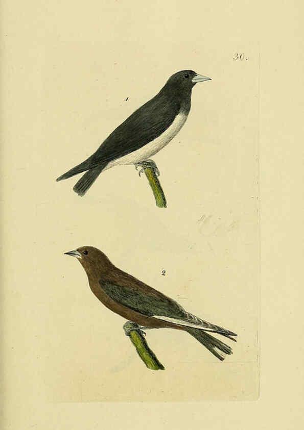 Reproducción/Reproduction 6069777078: Kupfertafeln zur Naturgeschichte der Vögel Frankfurt am Main :Johann David Sauerländer,1832-1833