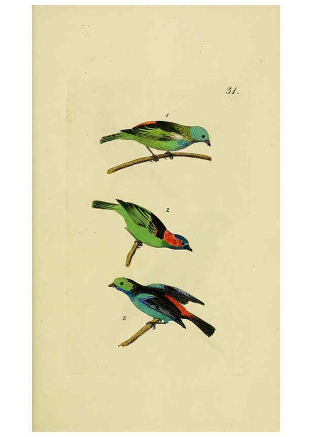 Reproducción/Reproduction 6069777750: Kupfertafeln zur Naturgeschichte der Vögel Frankfurt am Main :Johann David Sauerländer,1832-1833