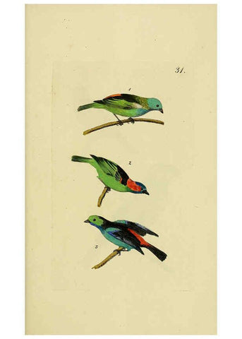 Reproducción/Reproduction 6069777750: Kupfertafeln zur Naturgeschichte der Vögel Frankfurt am Main :Johann David Sauerländer,1832-1833