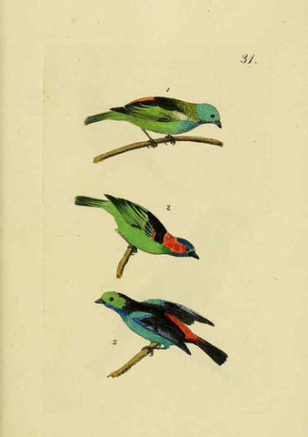 Reproducción/Reproduction 6069777750: Kupfertafeln zur Naturgeschichte der Vögel Frankfurt am Main :Johann David Sauerländer,1832-1833