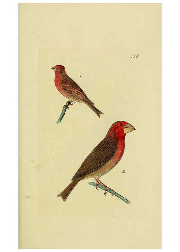 Reproducción/Reproduction 6069778944: Kupfertafeln zur Naturgeschichte der Vögel Frankfurt am Main :Johann David Sauerländer,1832-1833