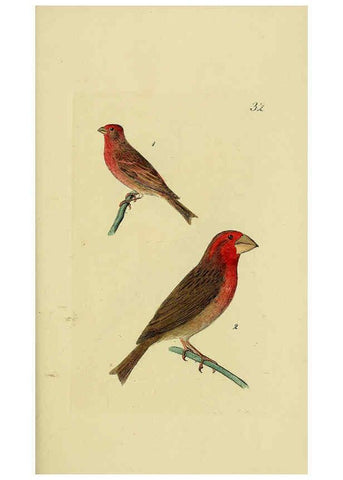 Reproducción/Reproduction 6069778944: Kupfertafeln zur Naturgeschichte der Vögel Frankfurt am Main :Johann David Sauerländer,1832-1833